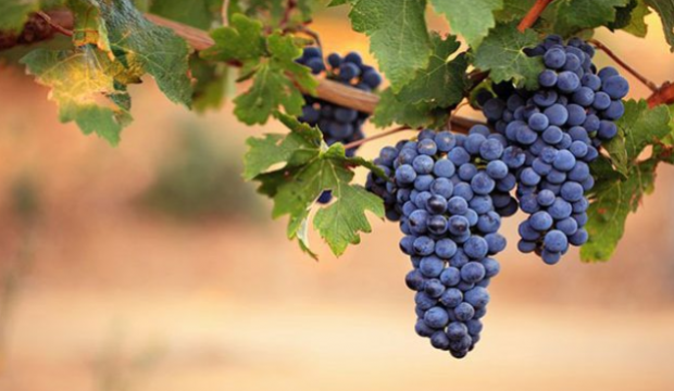 Աստուածածնի Տաղաւարը համավարակի շուքին տակ